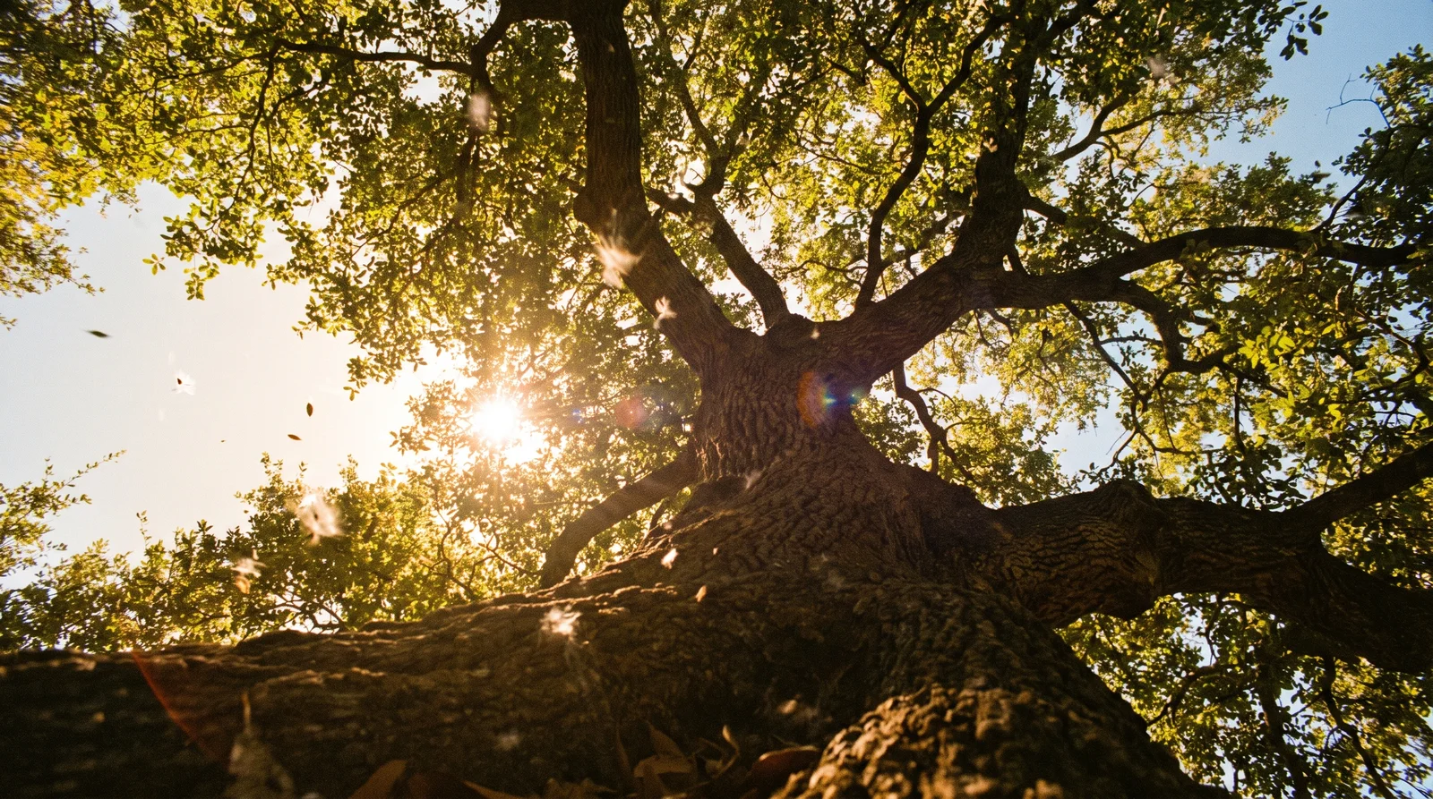 Looking up the trunk of an old live oak into its sunlit canopy